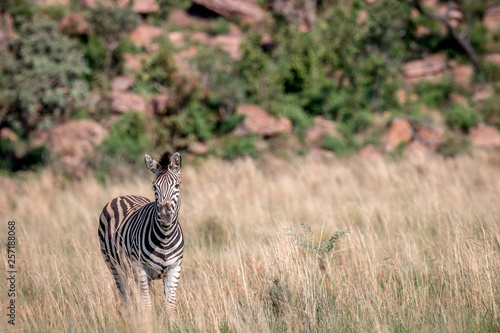 Zebra standing in the high grass. © simoneemanphoto