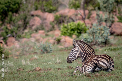 Zebra laying down in the grass.