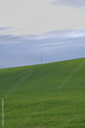 green field and grey sky,crop,hill,agriculture,cereals,rural,countryside,view,landscape,spring