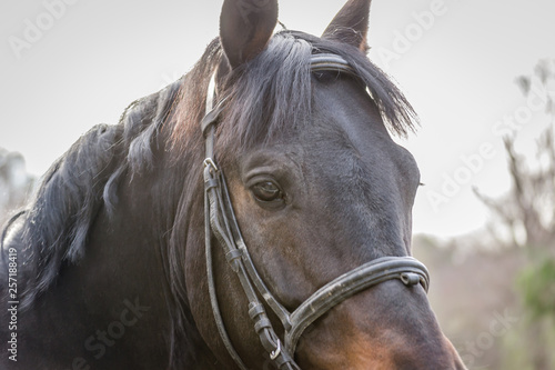 portrait of a horse © caocao191