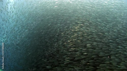 Harmonious and synchronous movement of one school of fish underwater.