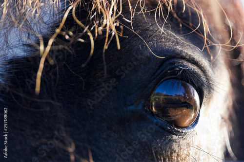 Welsh Mountain pony eye