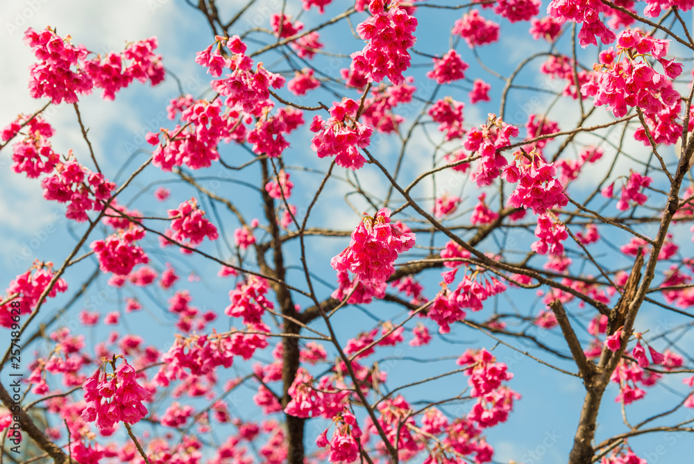 Spring Japanese Bellflower Cherry tree pink blossom against azure sky with clouds as background Spring Japanese Bellflower Cherry tree pink blossom against azure sky with clouds as background