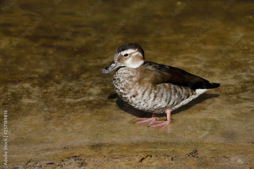 View of full body female ringed teal duck View of full body female ringed teal duck