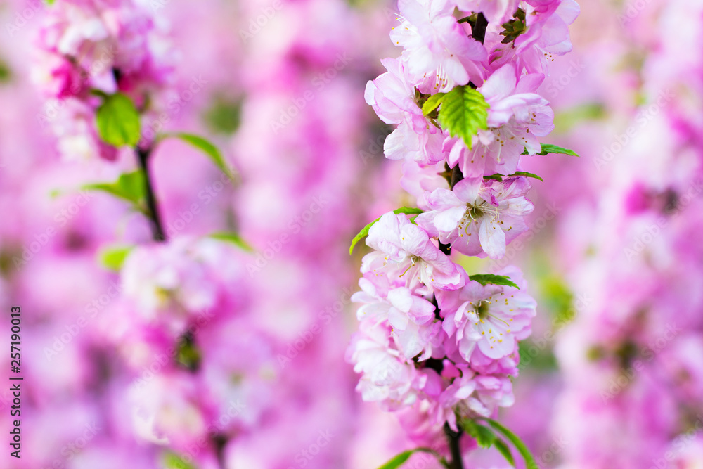 Fototapeta premium Flowering tree. Sakura flowers. A pink flowering tree.