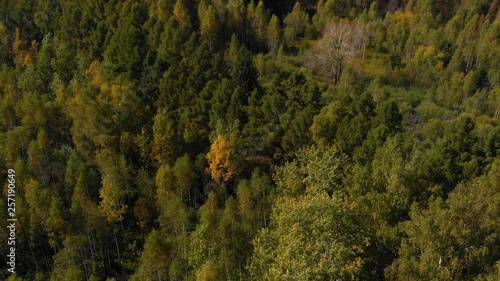 Wallpaper Mural autumn colored forest with fir-trees and birches Torontodigital.ca