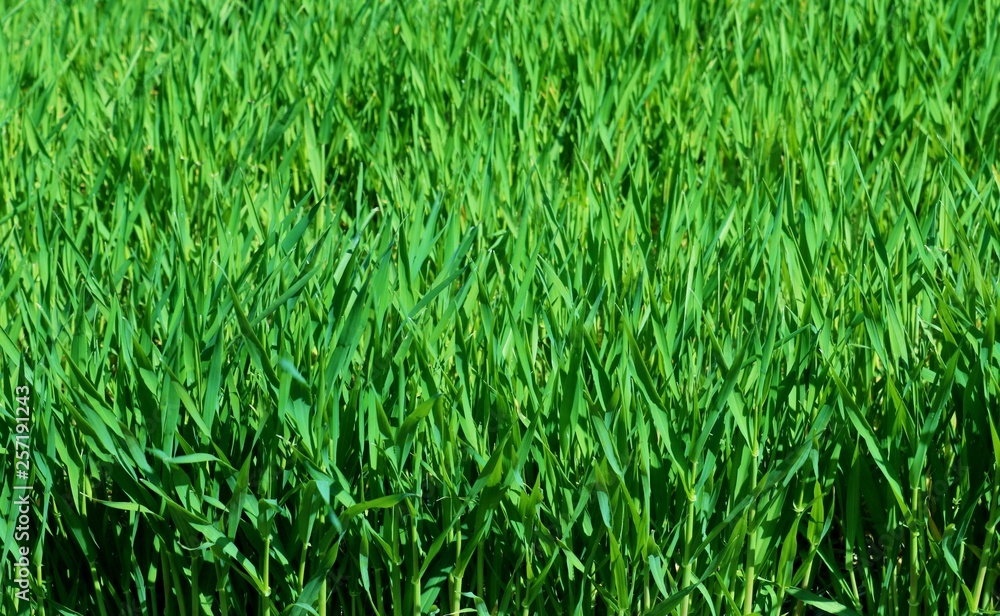 Obraz premium 麦 青葉 緑 畑 田舎 栃木