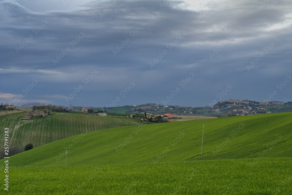 landscape with green field,spring,cloudy,countryside,cereals,agriculture,crop,view,panorama,rural