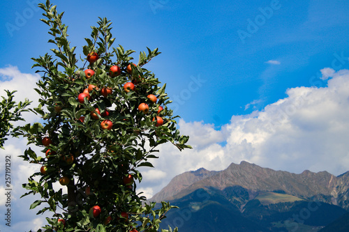 Südtiroler Äpfel vor Mutspitze