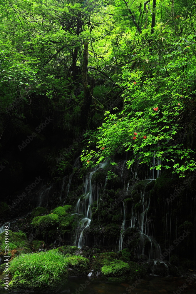 Fototapeta premium 夏の滝