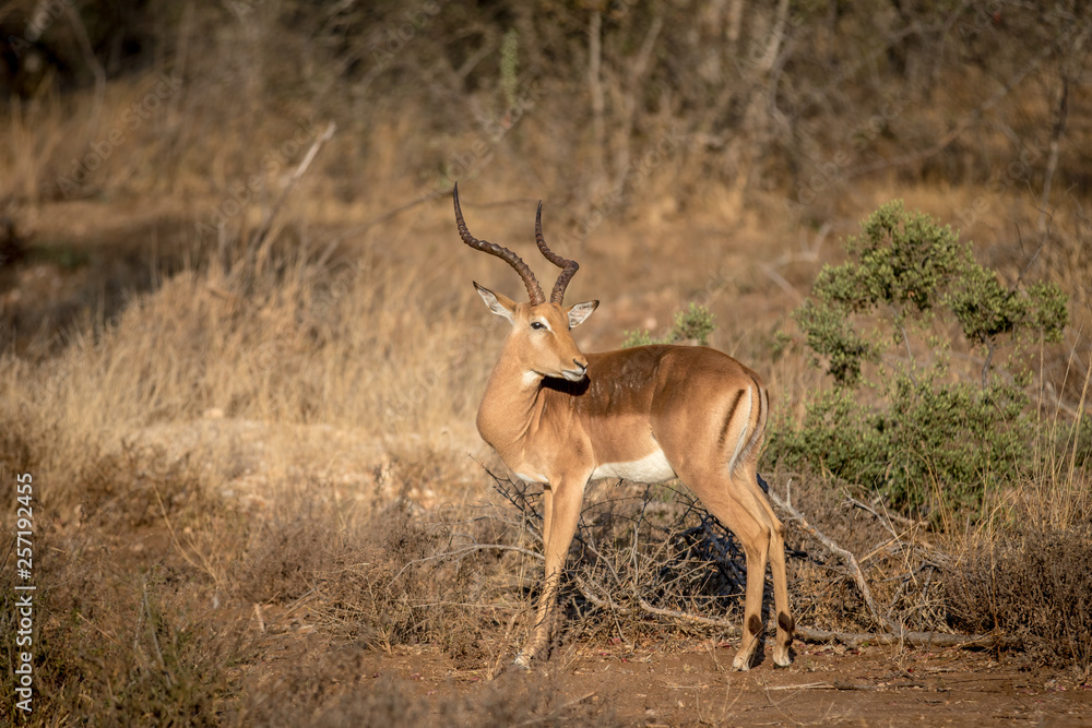 Impala ram standing in the grass. Impala ram standing in the grass.