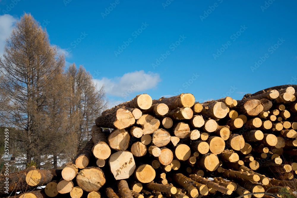 Stacked wood logs , sawn logs.