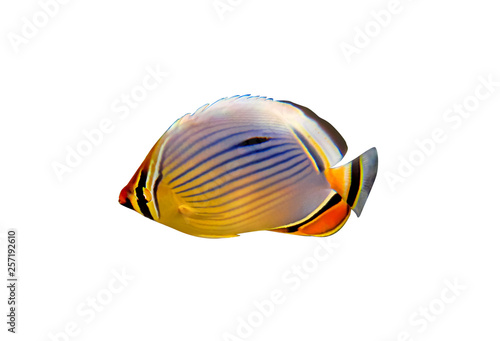 Oval Butterflyfish isolated on white photo