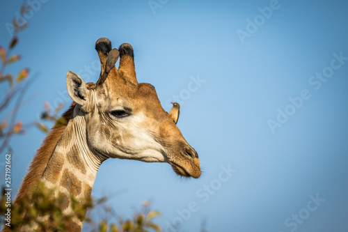 Canvas Print Male Giraffe with Red-billed oxpeckers.