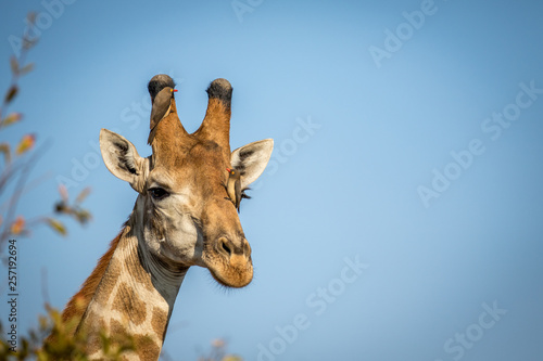 Foto Male Giraffe with Red-billed oxpeckers.