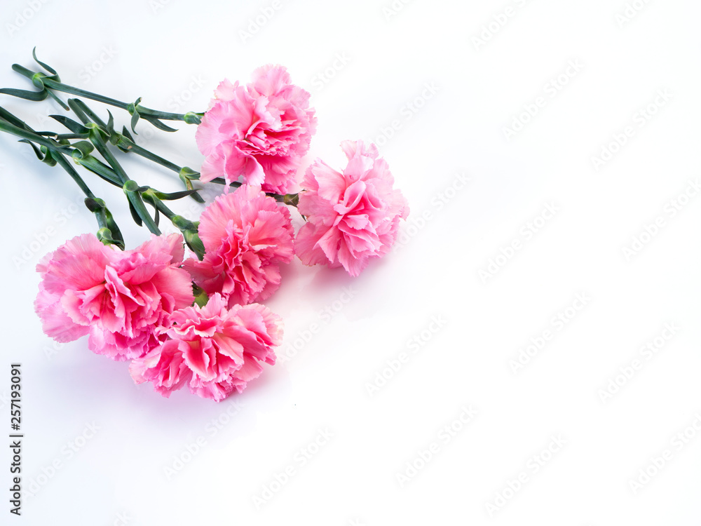 Pink carnations flower for Mother's day