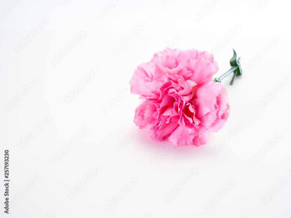 Single Pink carnations flower on white Single Pink carnations flower on white