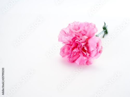 Fototapeta Naklejka Na Ścianę i Meble -  Single Pink carnations flower on white