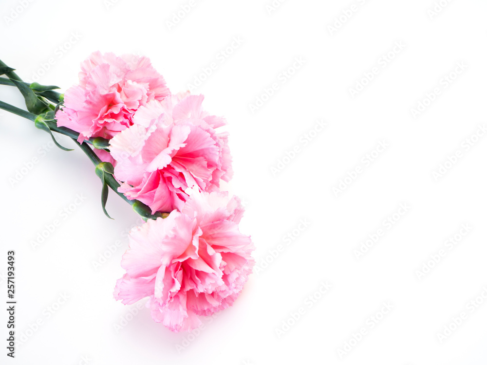 Pink carnations flower for Mother's day Pink carnations flower for Mother's day