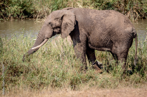 Elephant eating grass next to a river.