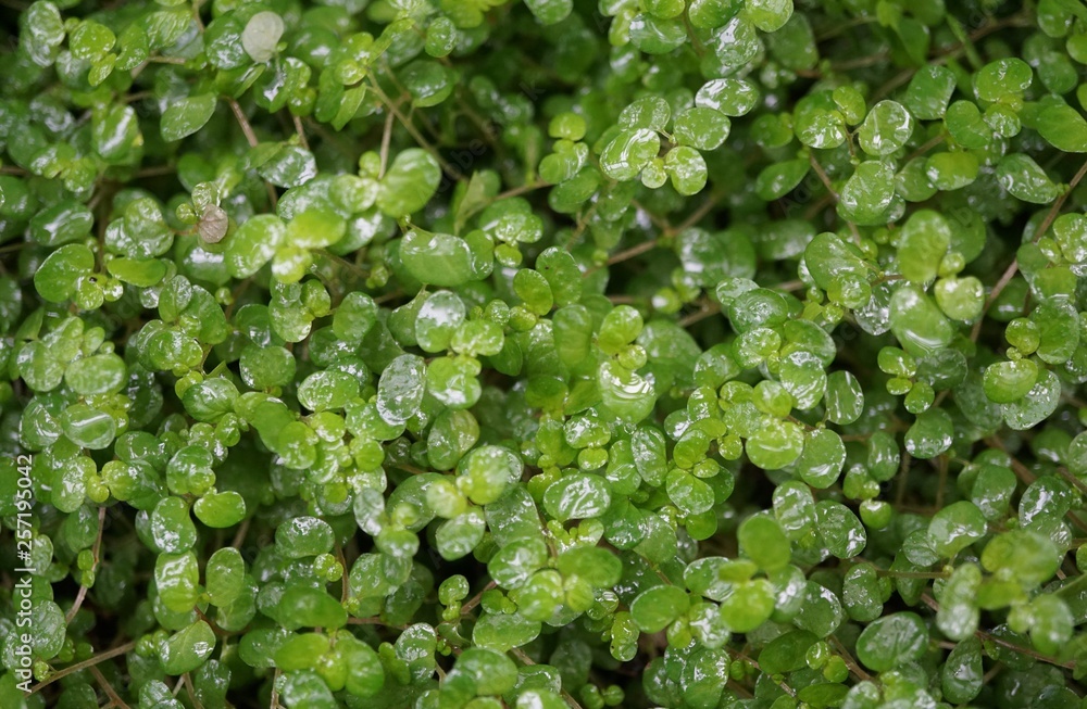 background of green leaves