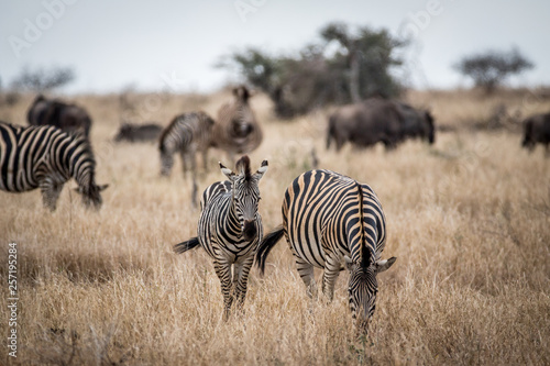 Two Zebras standing in the high grass.