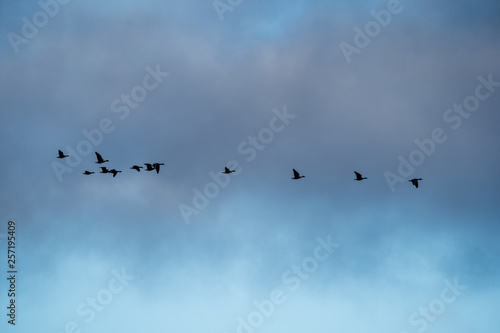 flock of flying birds in the blue sky with clouds