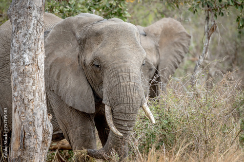 Close up of an African elephant.