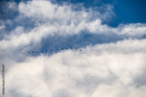 flock of flying birds in the blue sky with clouds