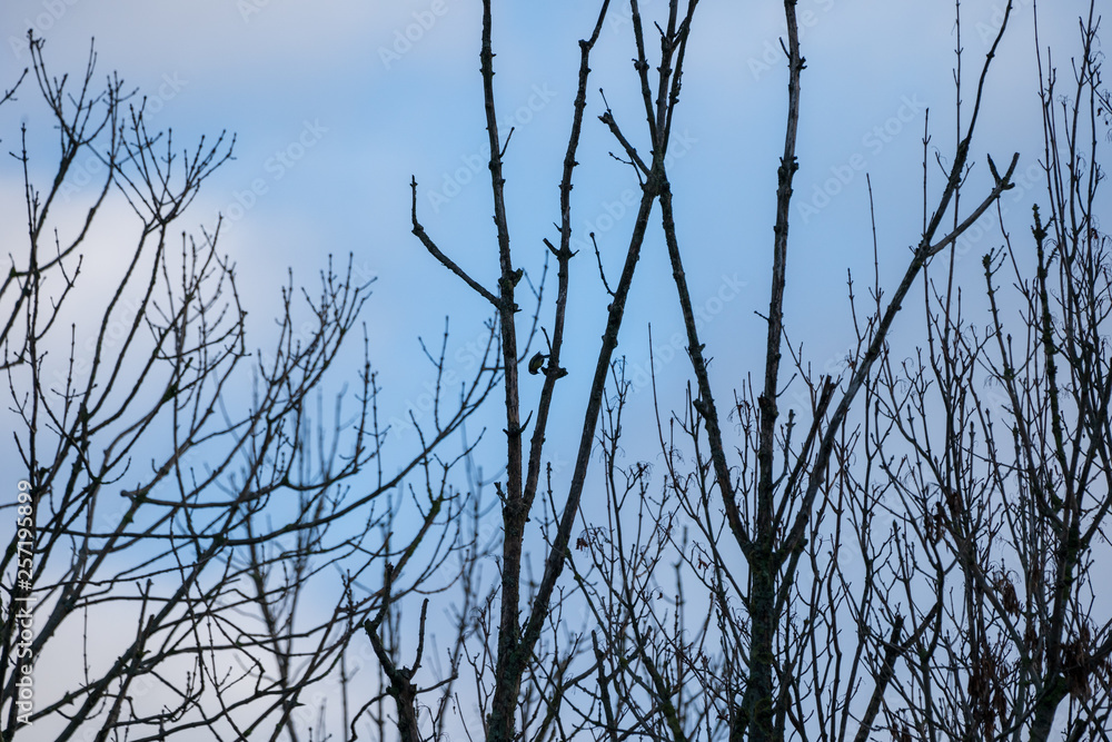 branches against sky with small bird branches against sky with small bird