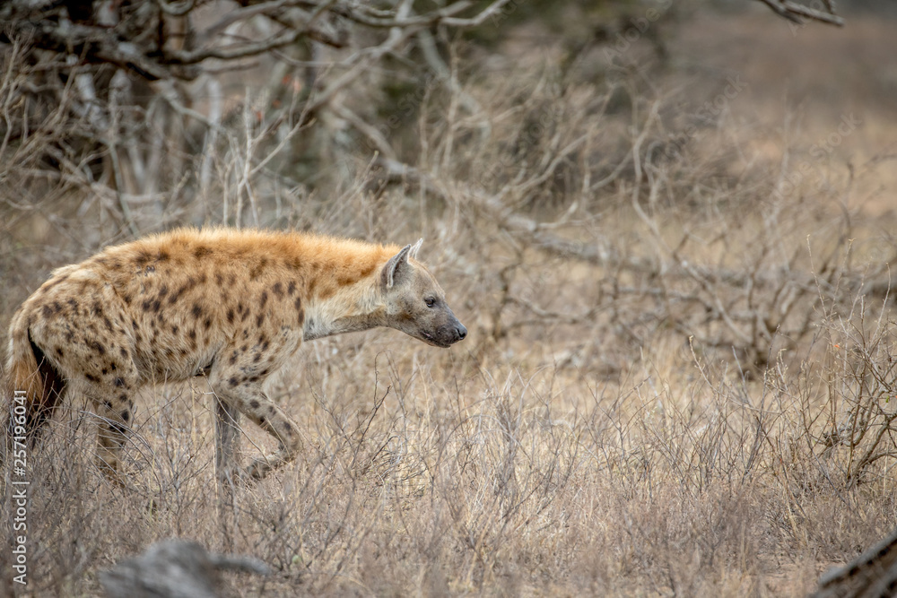 Spotted hyena walking in the bush.