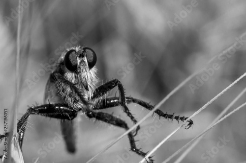 Predatory fly ktyr sits on an ear on a grain field, vigilantly observing the surrounding air space in anticipation of production on a hot day in Ukraine. BW variant. photo