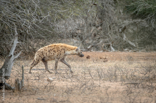 Spotted hyena walking in the bush. photo