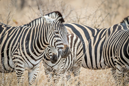 Close up of Zebras in the high grass.