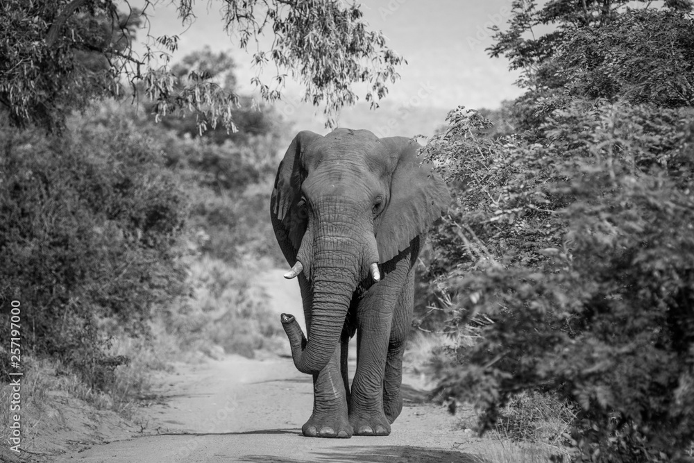 Big Elephant bull walking towards the camera.