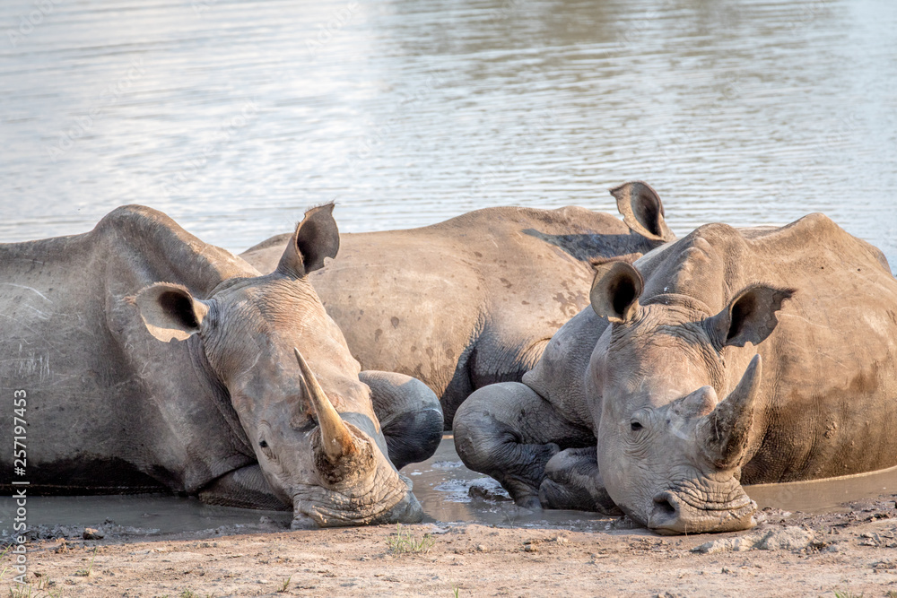 Group of White rhinos laying in the water. Group of White rhinos laying in the water.
