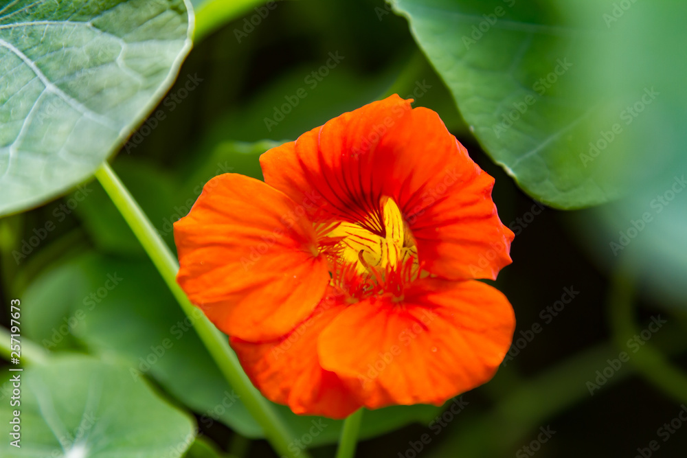 close-up of the red blossom of a nasturtium