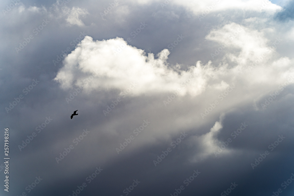 clouds in the sky with bird clouds in the sky with bird