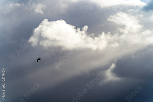 clouds in the sky with bird