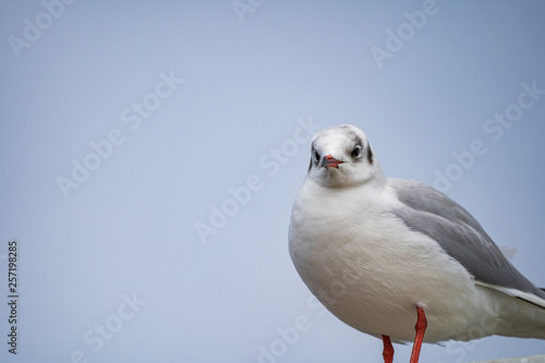 seagull looking