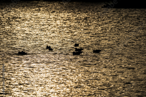 birds swimming