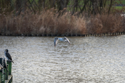 seagull flying