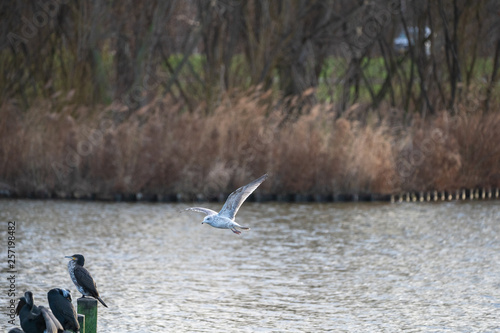 seagull flying