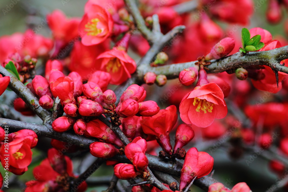 Scarlet red blossom of japanese quince bush on a branch. Scarlet red blossom of japanese quince bush on a branch.