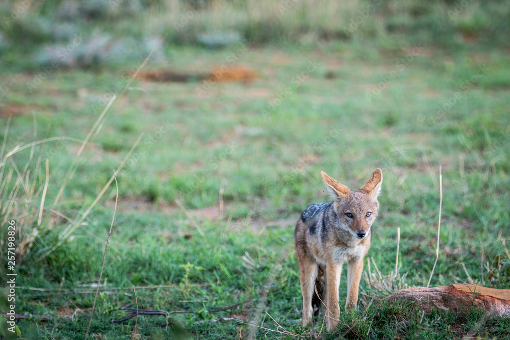 Black-backed jackal standing in the grass.