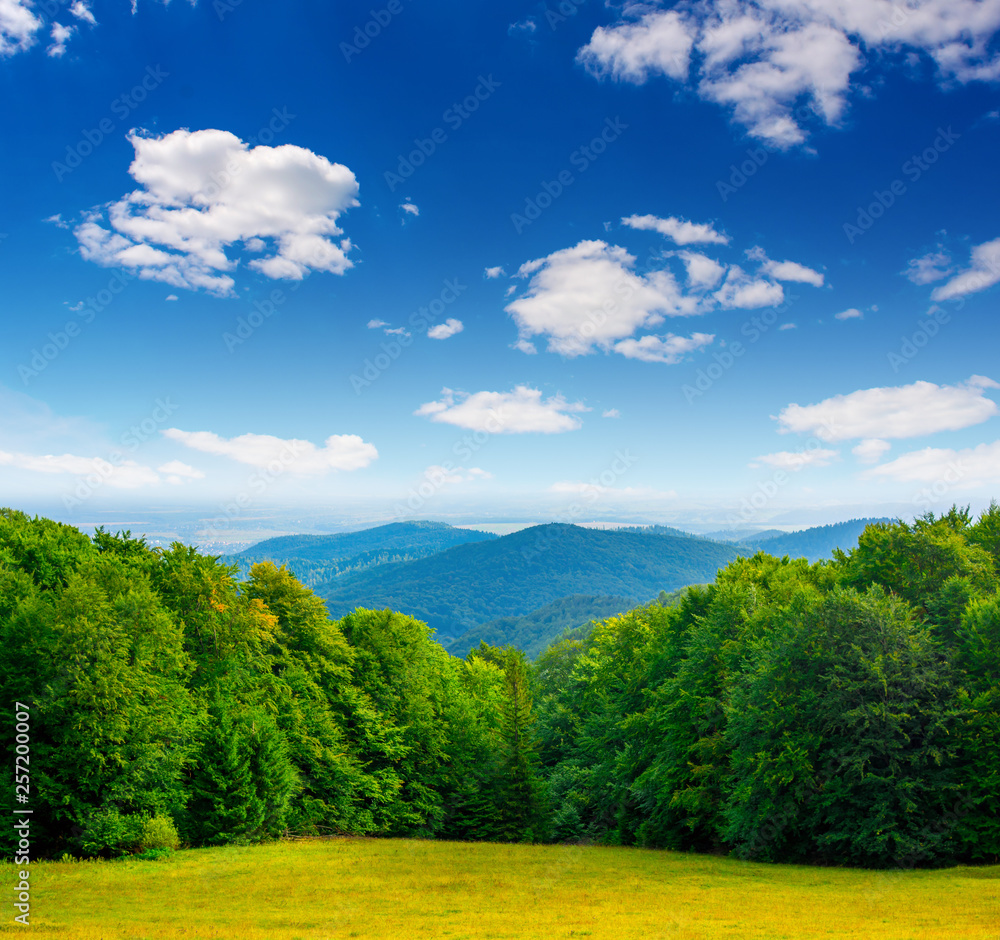 Photo of green forest and valley in Carpathian mountains Photo of green forest and valley in Carpathian mountains