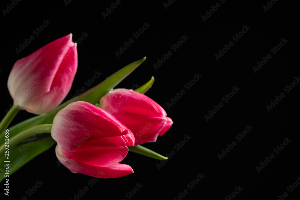 beautiful bouquet of tulips with water drops on a dark background, macro beautiful bouquet of tulips with water drops on a dark background, macro