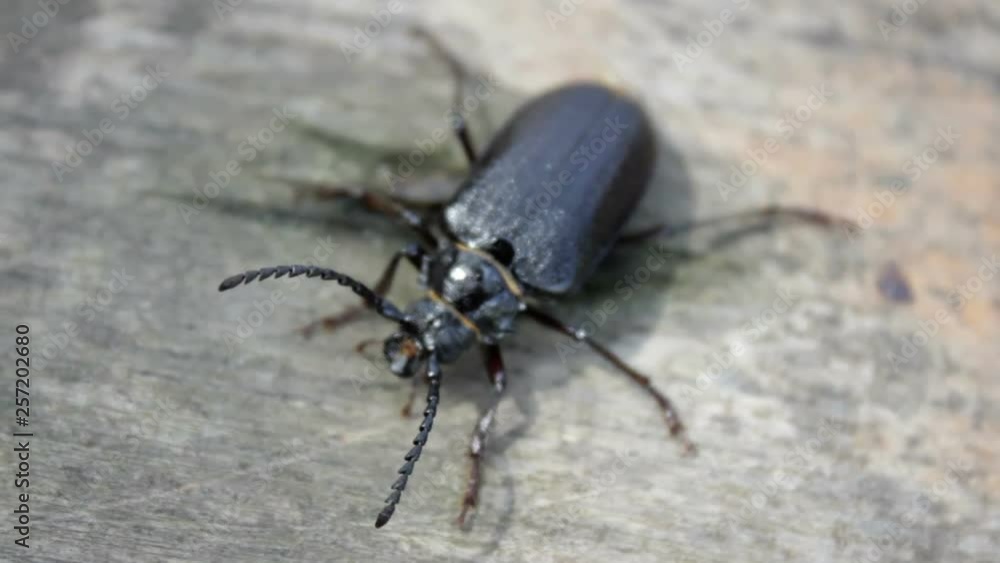 Beetle Acanthinodera cumingii,climb a tree black beetle Acanthinodera cumingii Beetle Acanthinodera cumingii,climb a tree black beetle Acanthinodera cumingii