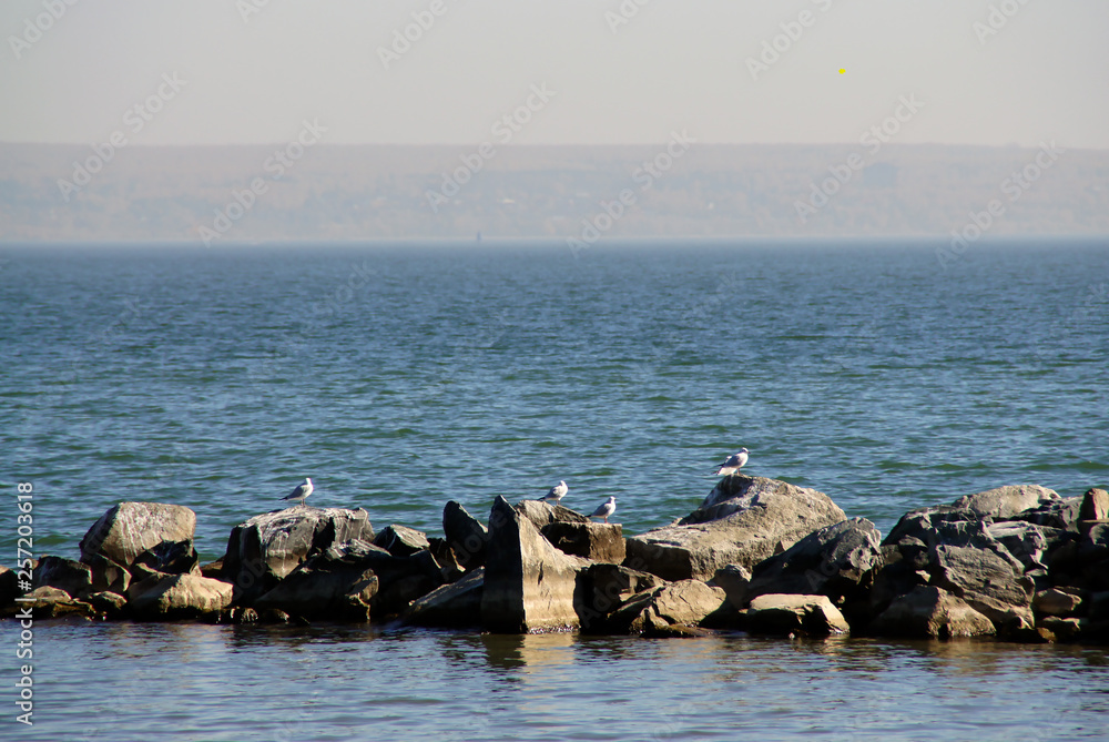 seagulls on the breakwater
