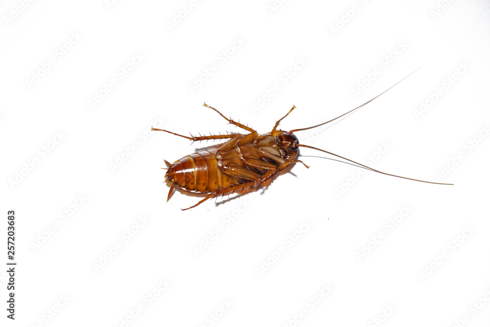 Cockroach isolated on white background Cockroach isolated on white background
